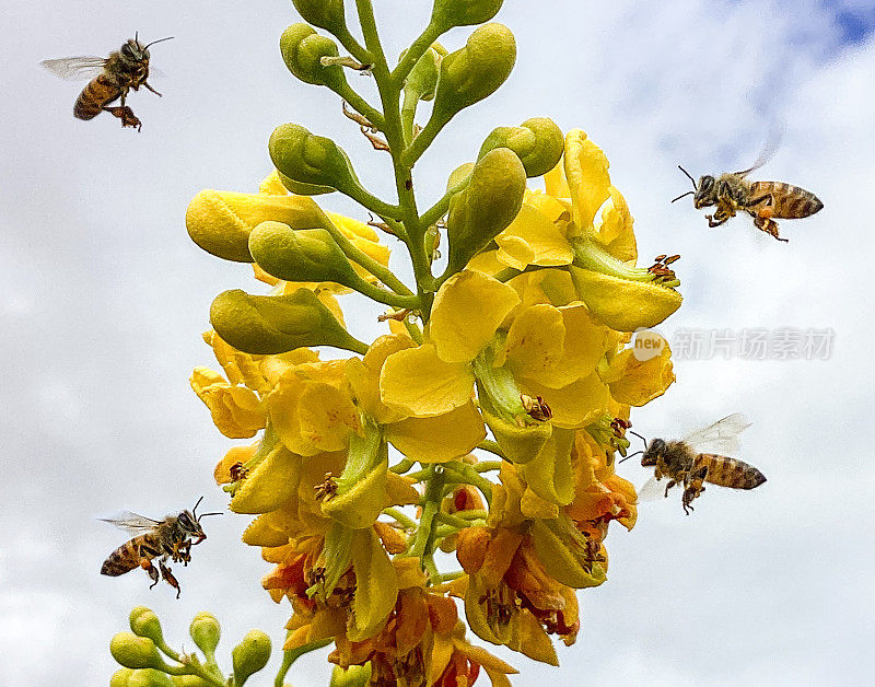 马利筋上的黑脉金斑蝶(Danaus plexippus)